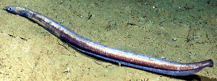 Ilyophis brunneus_04.jpg